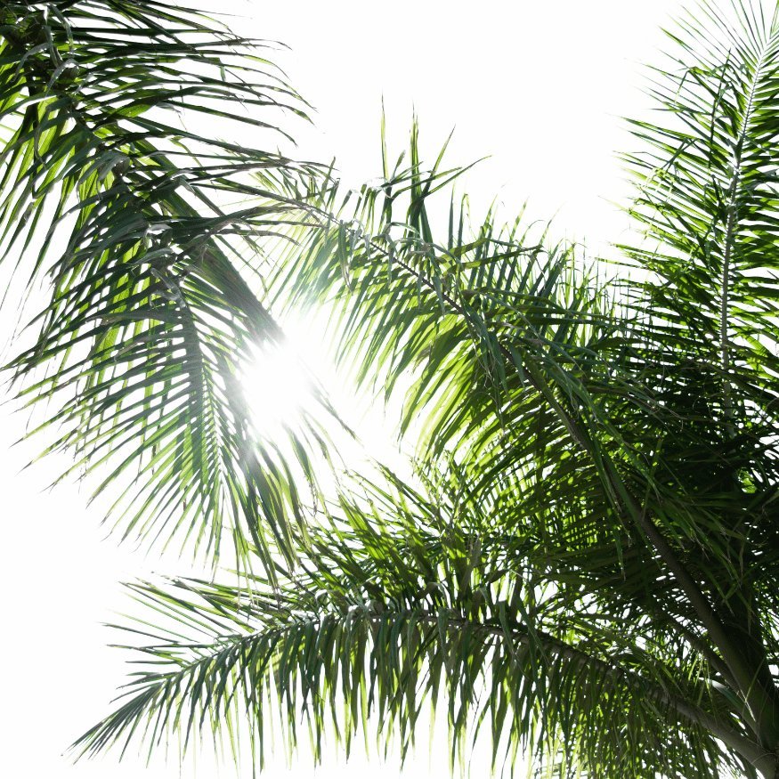 Batana Oil Benefits: How to Use Batana Oil for Healthy Hair Growth - Lava Cap